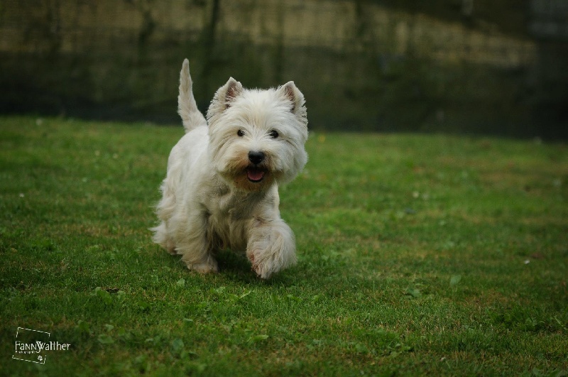 Dirsty d'Ermitage des Petits Pres