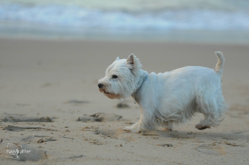 Dirsty et ses copains à la plage!!!