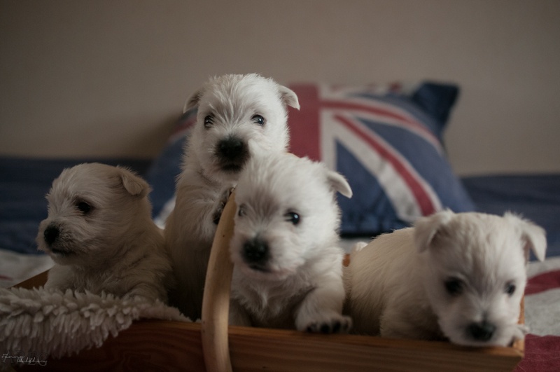 Castle Of Celtic West - West Highland White Terrier - Portée née le 09/05/2014
